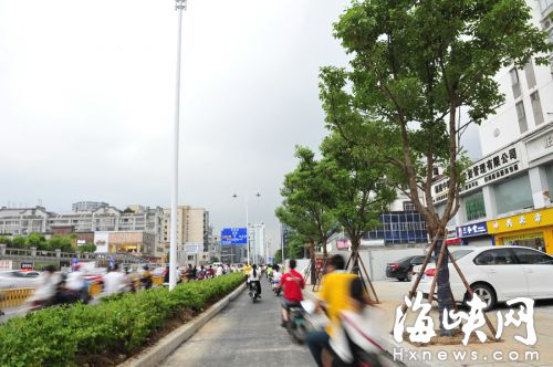 八一七路两侧种樟树，非机动车道与机动车道间设分车带