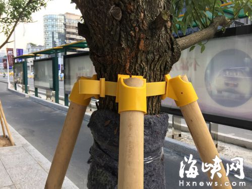 新型护木扣环，可以更好保护新栽树木