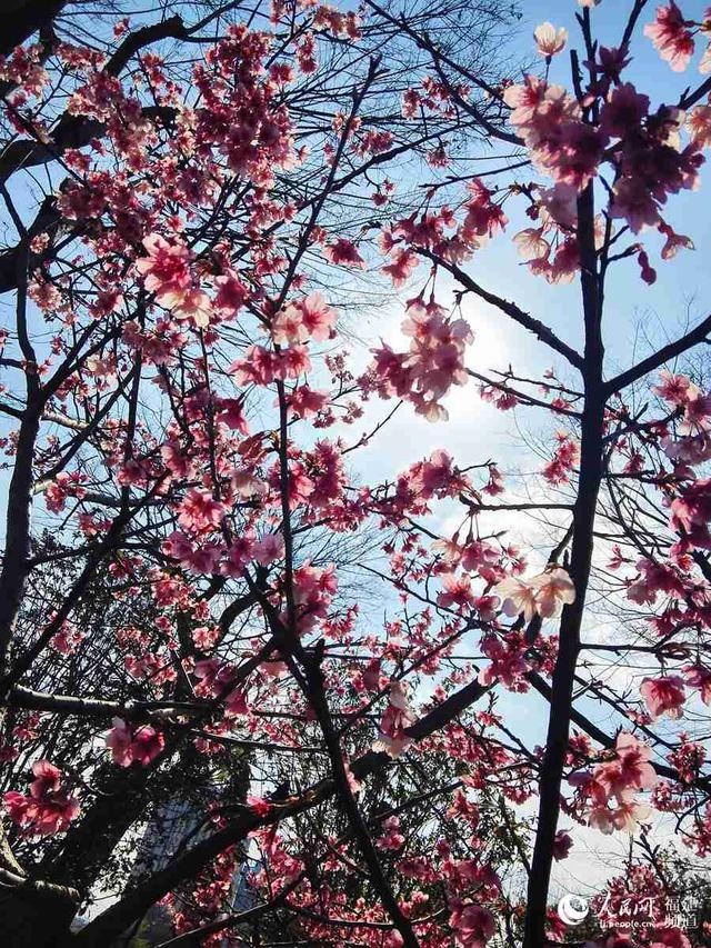 福州市区樱花盛开　吸引市民观赏拍照