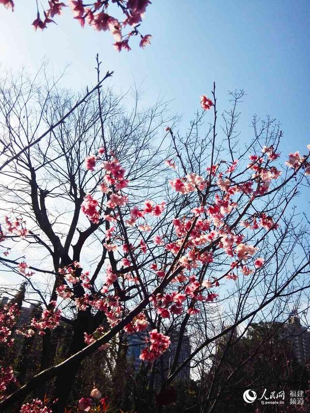 福州市区樱花盛开　吸引市民观赏拍照