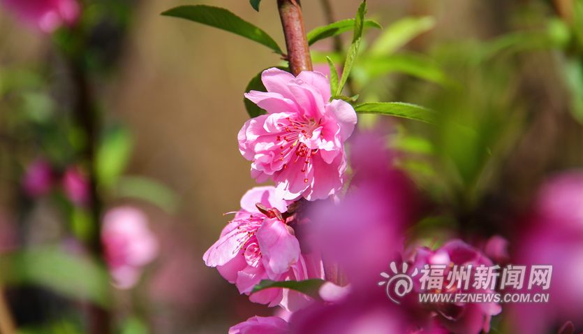 春风十里相迎　西湖桃花盛开醉游人