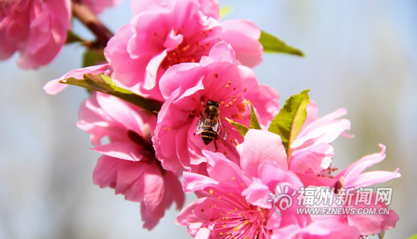 春风十里相迎　西湖桃花盛开醉游人