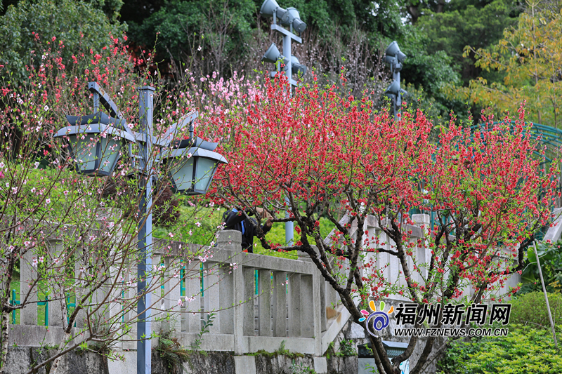 把满山红遍！乌山公园桃花朵朵开