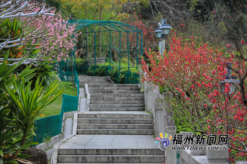 把满山红遍！乌山公园桃花朵朵开