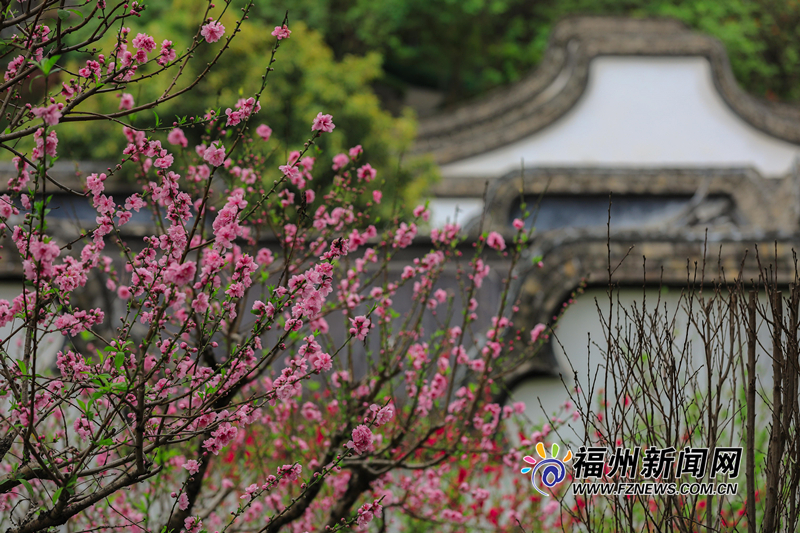 把满山红遍！乌山公园桃花朵朵开