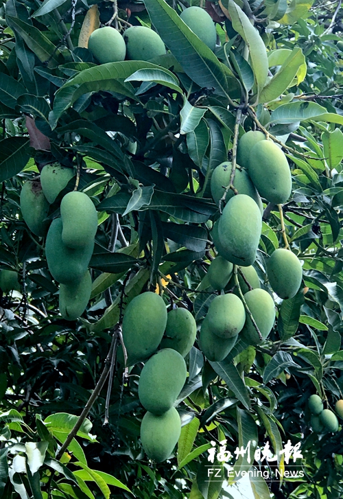 三坊七巷百年果树鲜果待尝 首届坊巷水果节等你来